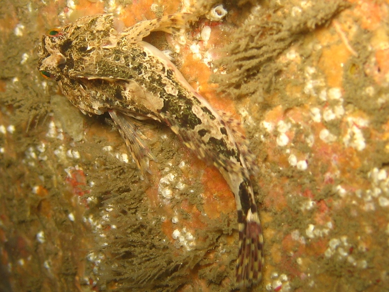 2009-05-24 St Abbs 064.jpg